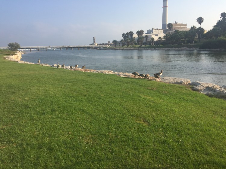 Ducks on grass with river in the background