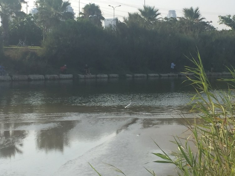 Little egret in river low tide with reeds in the foreground