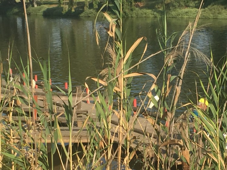 Night hero and little egret perched on wooden railing with fisherman to their right side