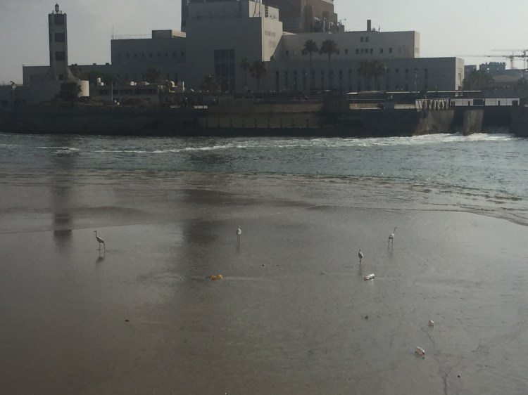 A group of little egrets in low tide with Reading power station in the background