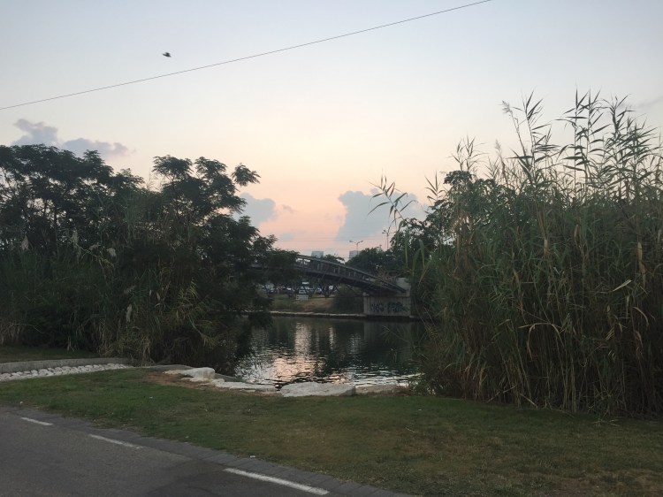 First light over a bridge and river, with rushes and a grass bank in the foreground