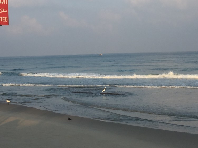 White herons fishing in the sea